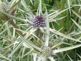 Eringium varifolium